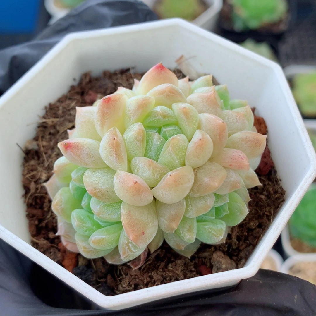 58包邮  群生不包整糖心群93