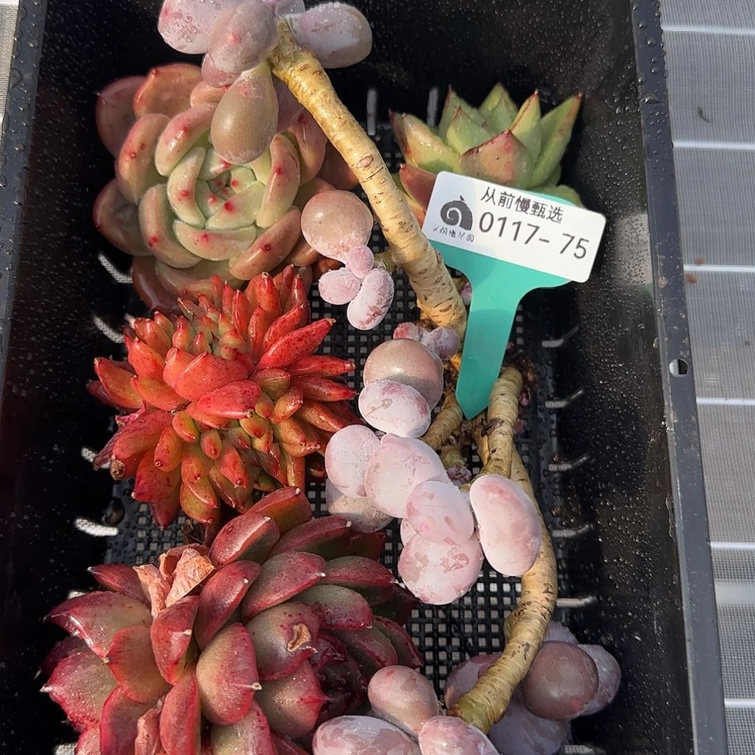 从前慢花园精选0117-75