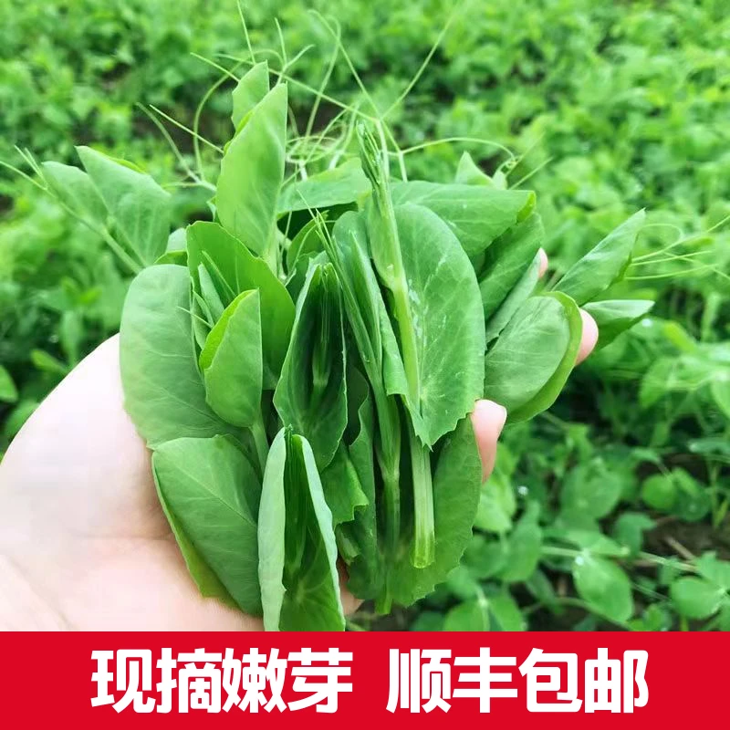 四川豌豆尖新鲜现摘豌豆苗龙须菜农家自种时令蔬菜清炒汤菜火锅菜