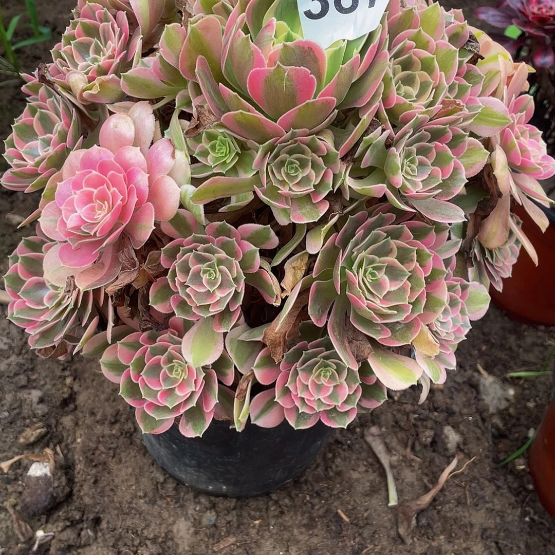 多肉法师387号花样发货不包损