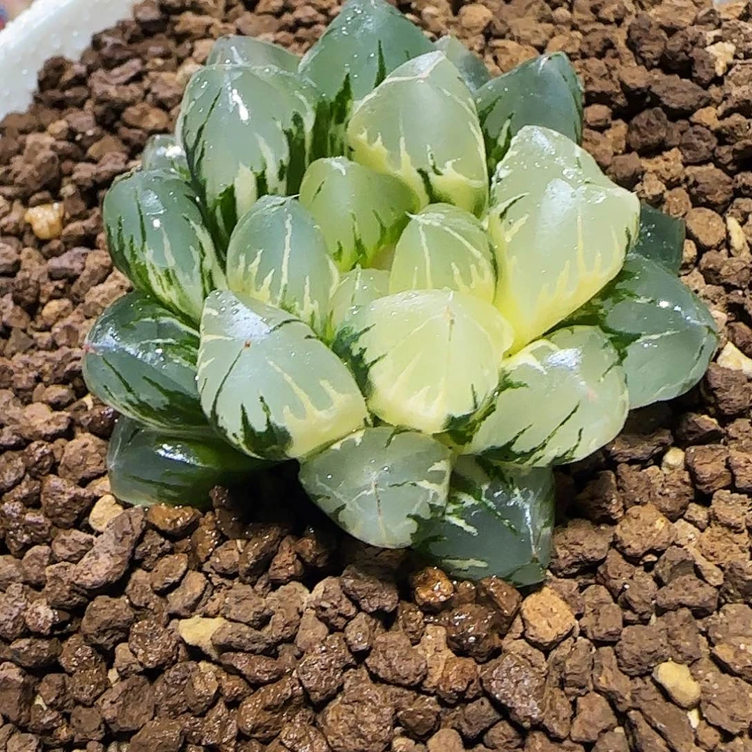 254号北极之光锦 4.5 厘米左右一物一拍带盆发货