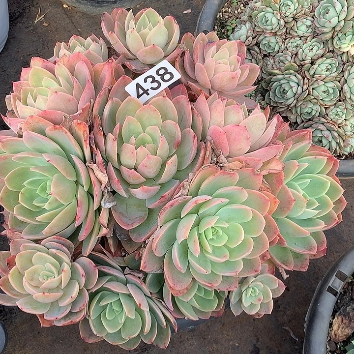 438丝绸一物一拍多肉