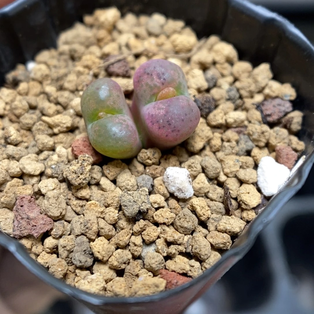 多肉植物肉锥杂交K-3553