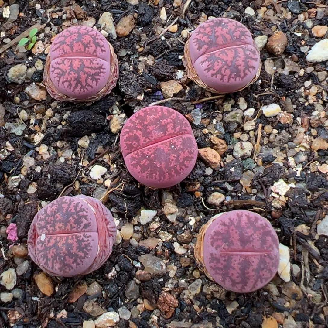 2.19好看的多肉477