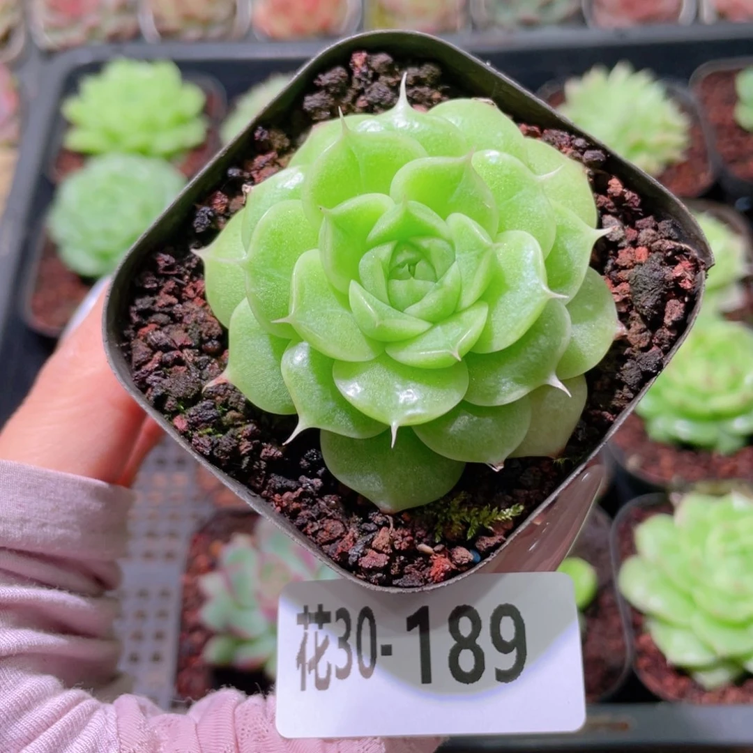 花利美30-189麦秆