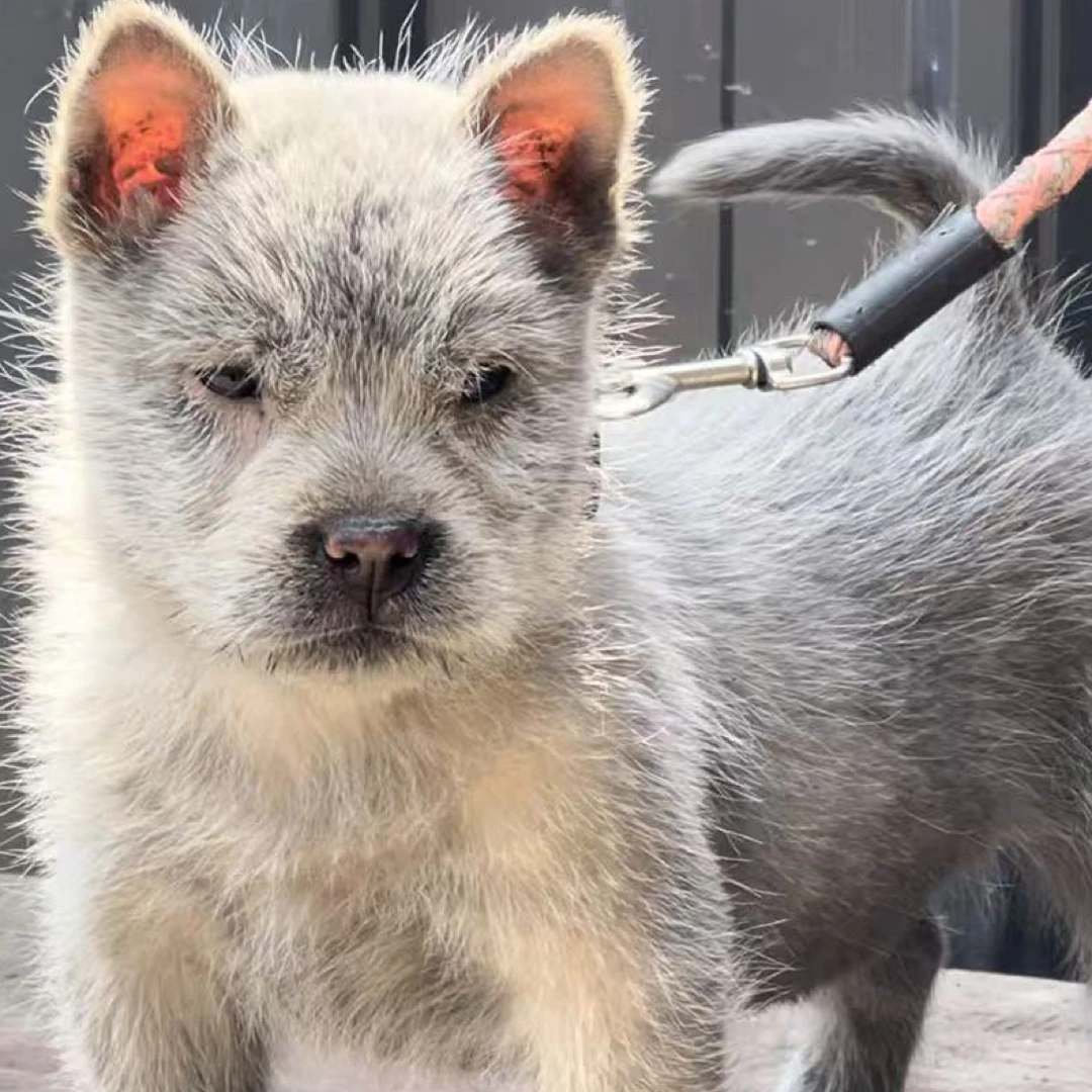 南方土猎专属中华田园犬狗狗活体