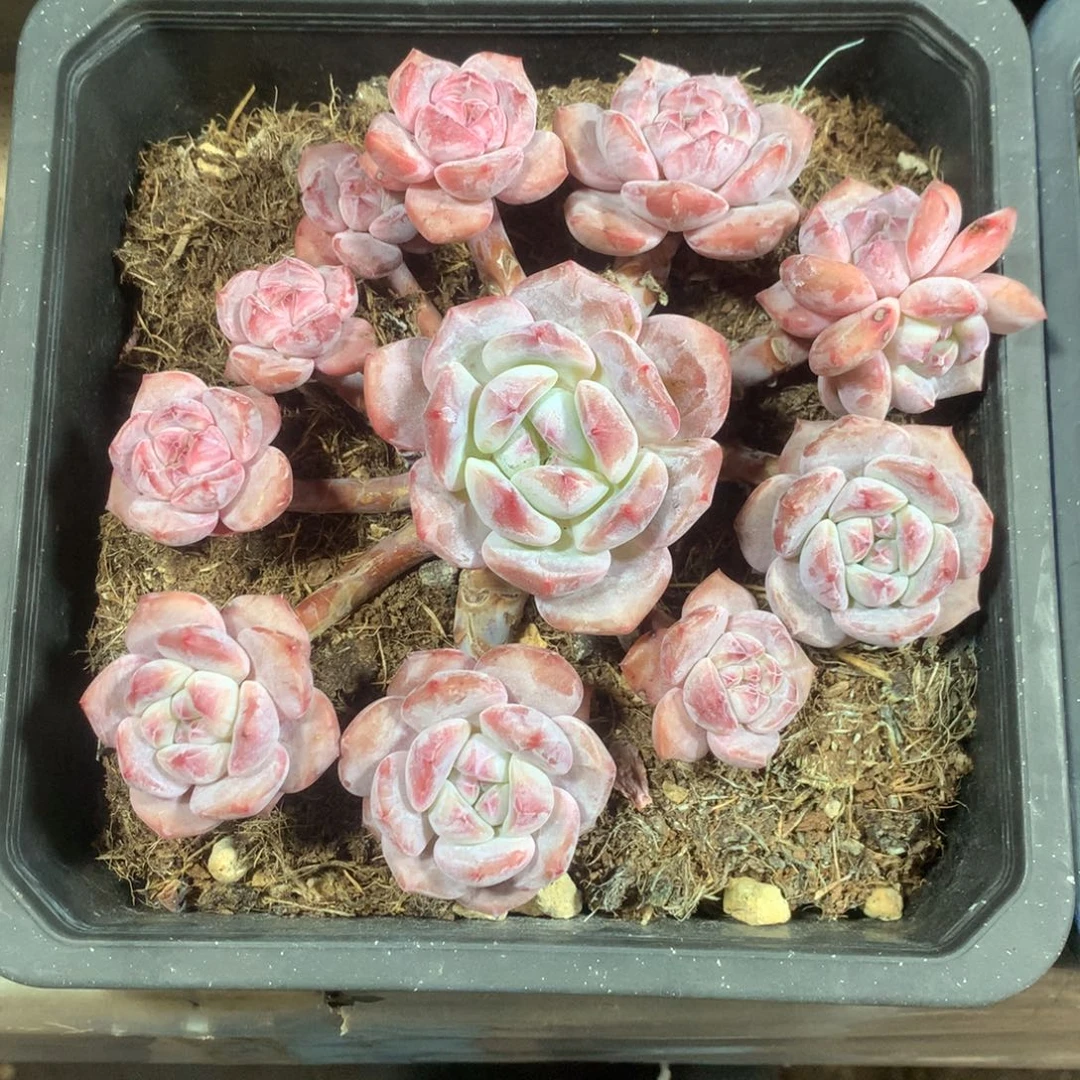 石榴籽无砍花花花花