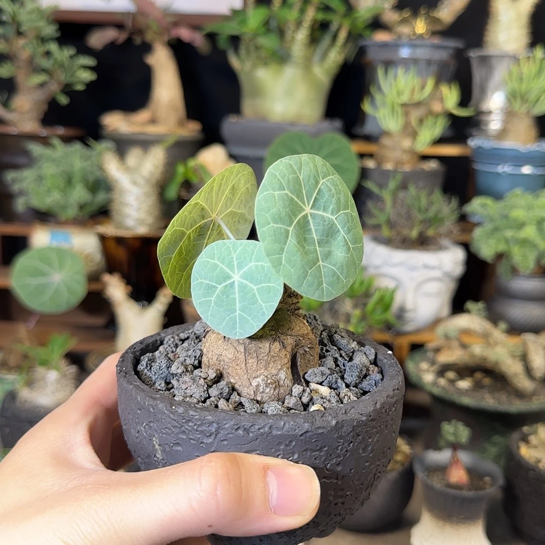 一物一拍老家一叶龟160