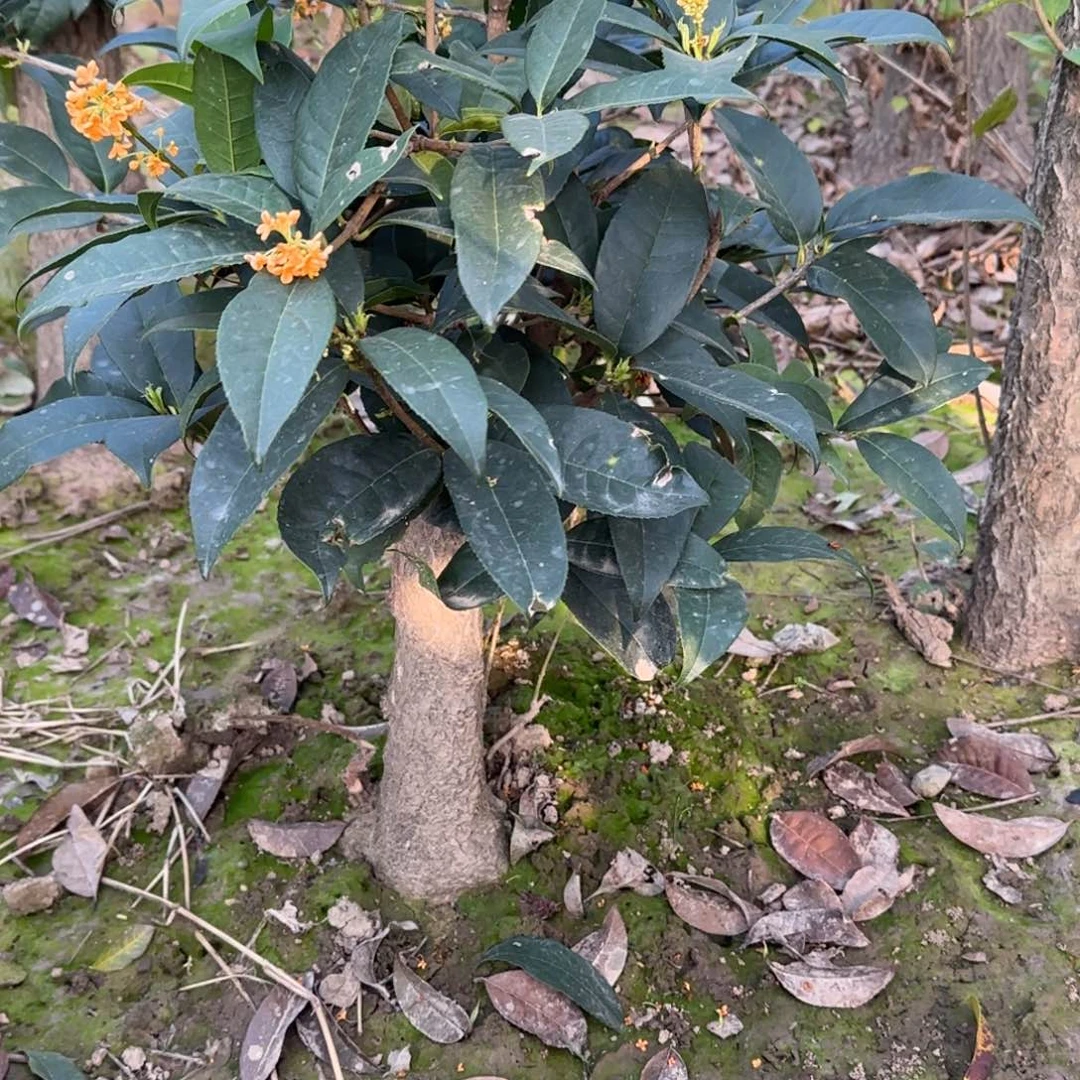 丰***起无花朵桂花。四季桂系列