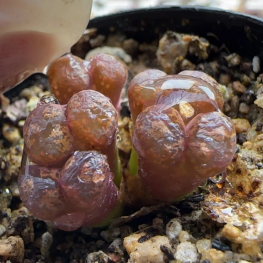 【闪购商品】13769