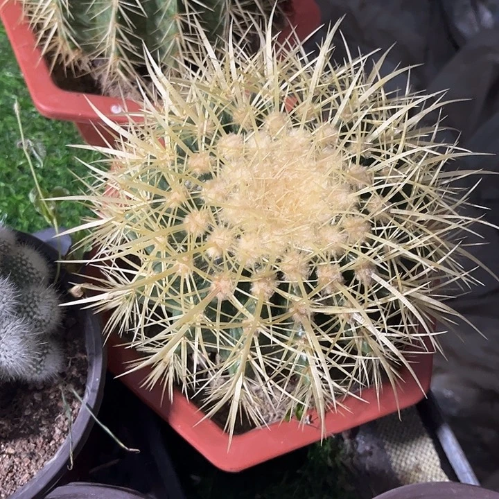 大单头金虎zzzzzzzzz