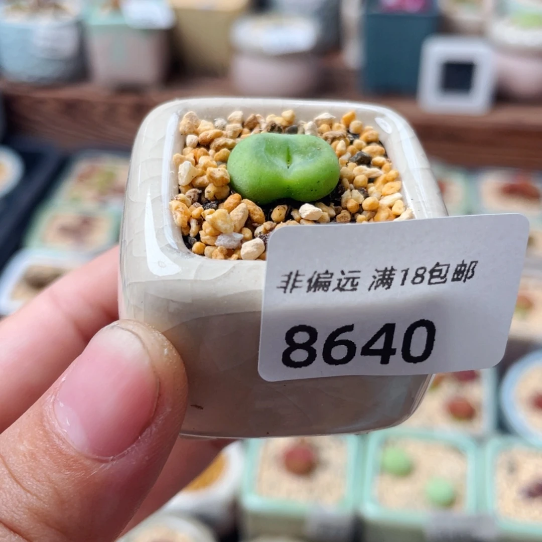 无花朵8640--一物一拍 带盆