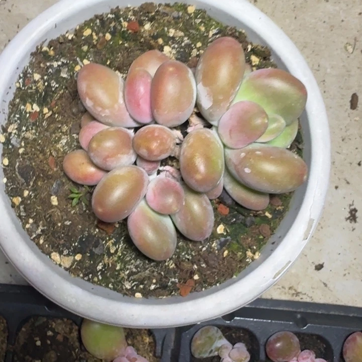 刚果奶 4头 一物一拍