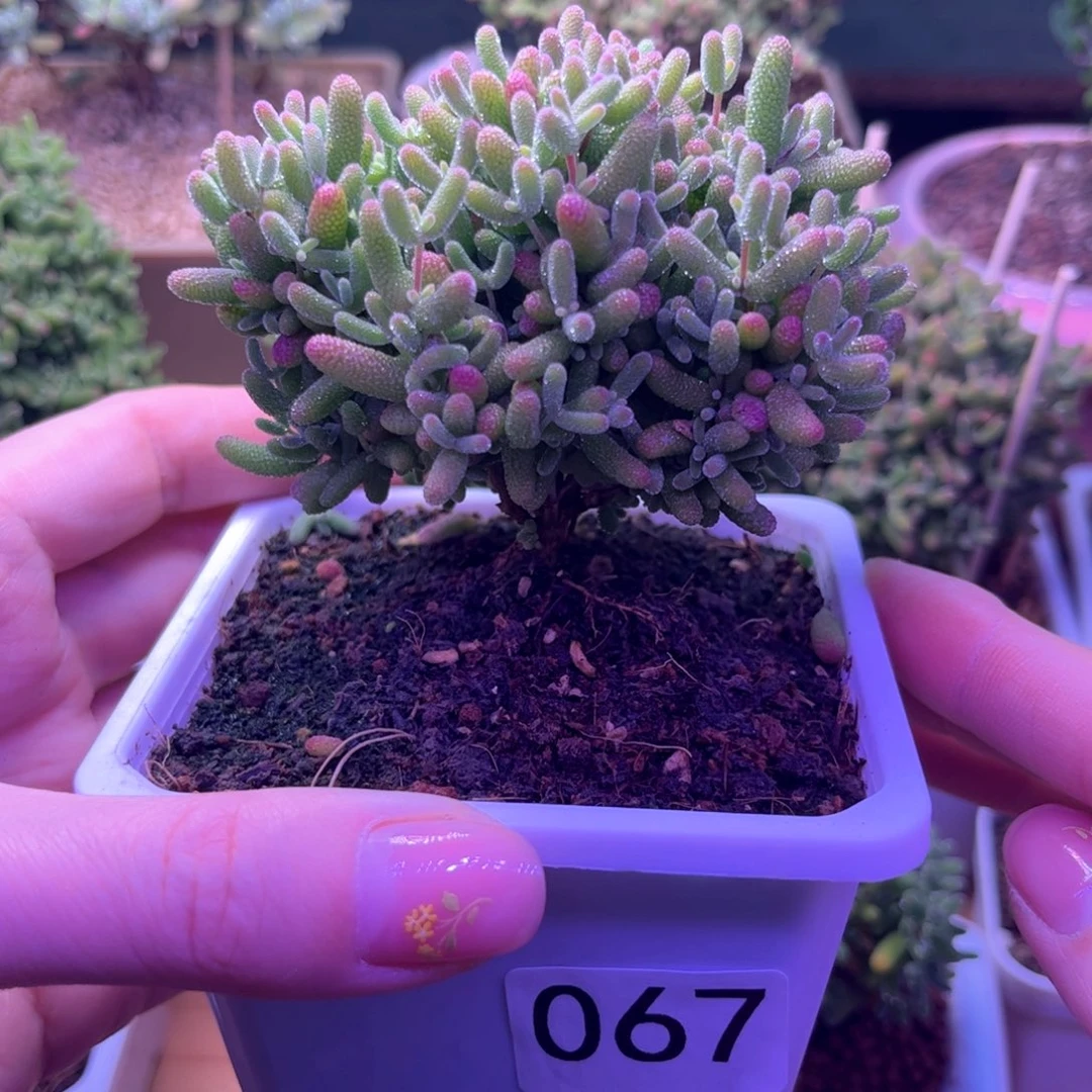 067蜜桔可爱多肉开播福利