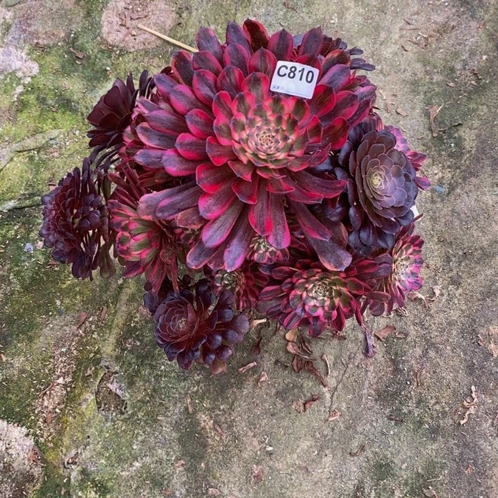 人*红金刚多肉植物810