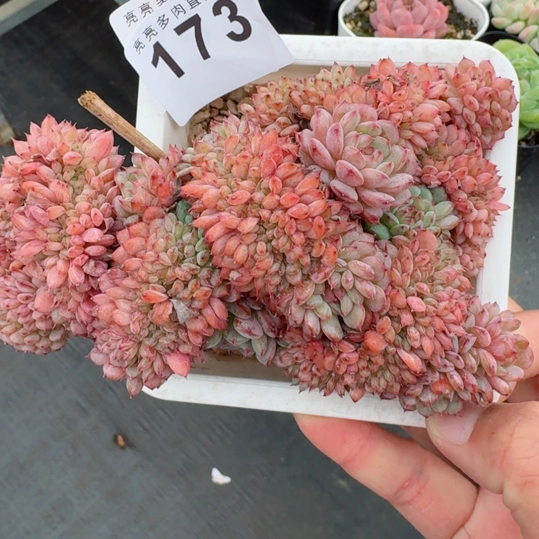 小***粒白胖子缀化            精美多肉植物