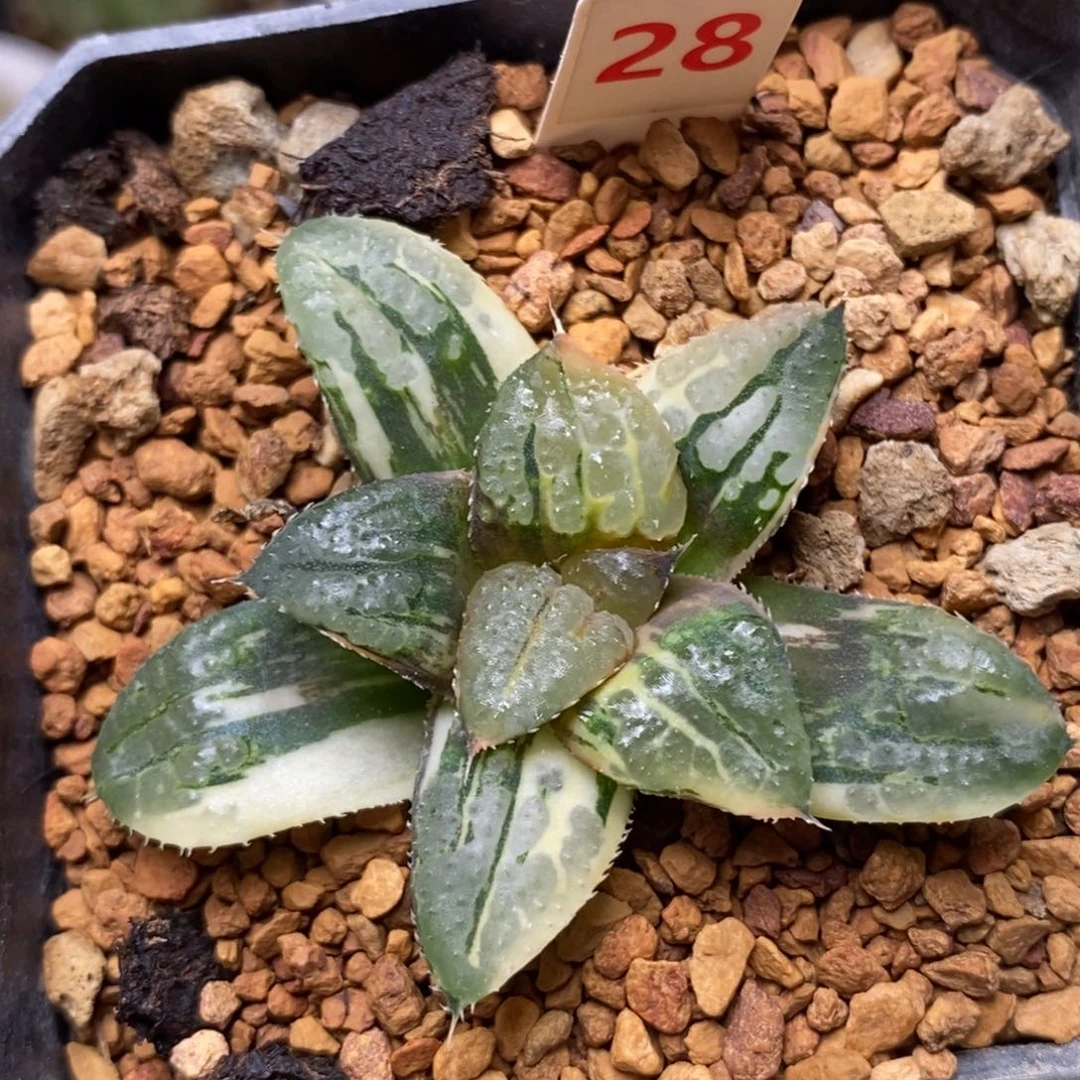 28青木克多肉植物