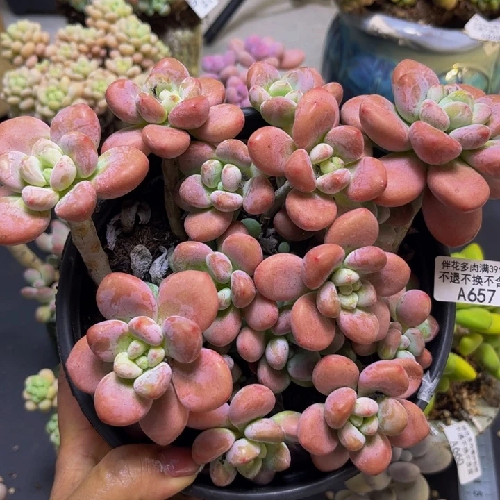 樱花洛神657/16cm多肉