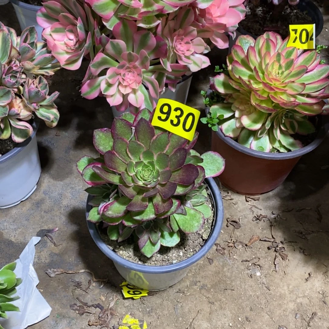 粉花妖多肉法师930