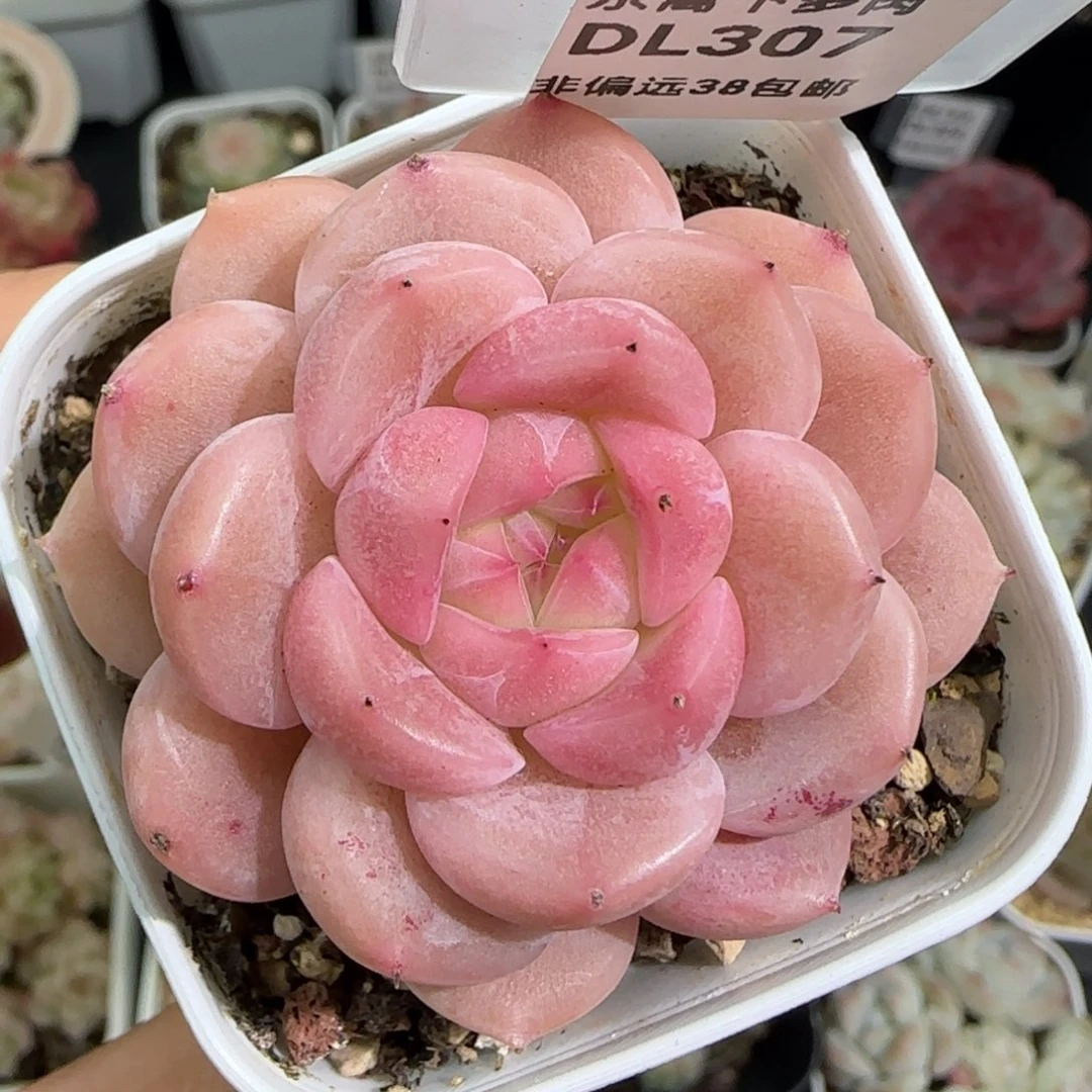 307东篱下多肉植物盆栽