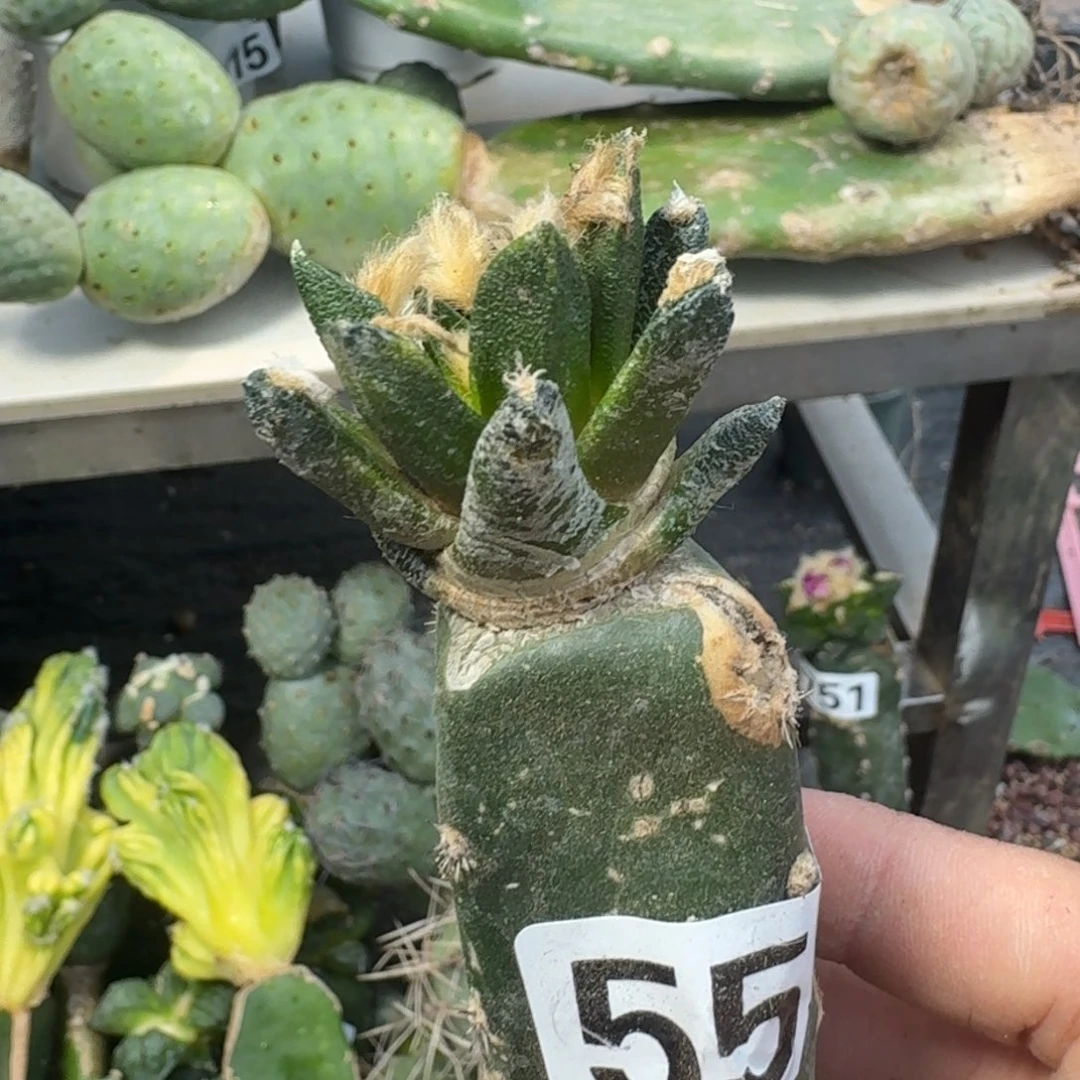 【闪购商品】无花朵3**9龙蛇兰55