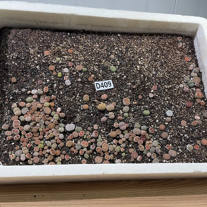 生409石花整筐脱土发货