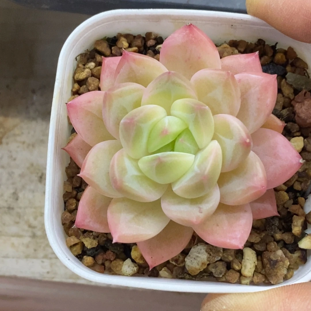 精品多肉一物拍不包整292