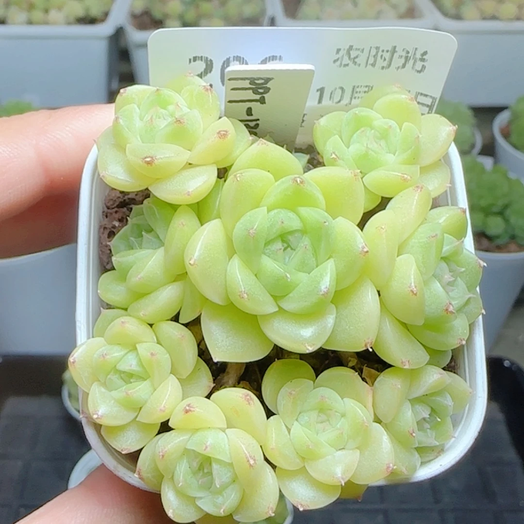 【闪购商品】1017-206（ppt-139）专拍