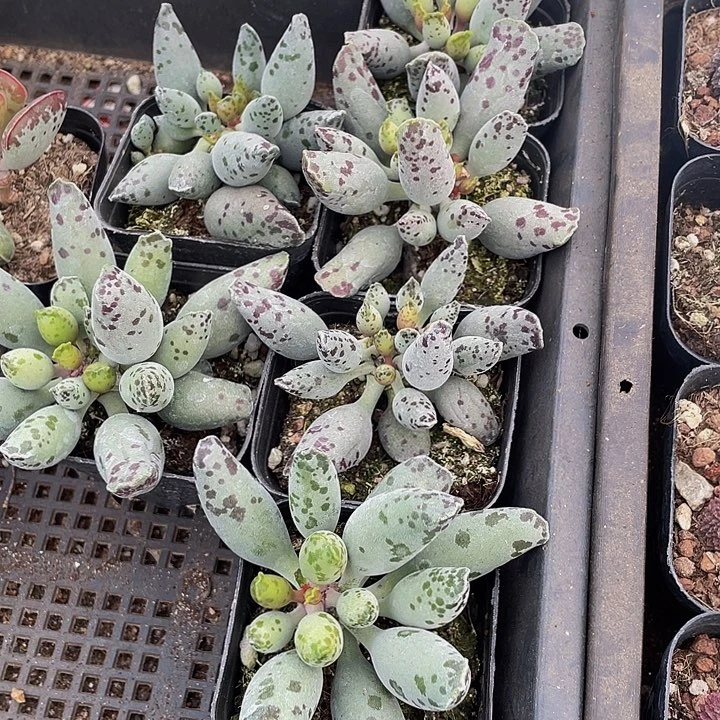 大海豹带盆土发货