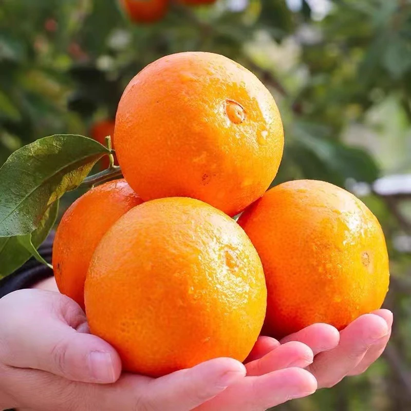 正宗四川爱媛38号果冻橙新鲜应季细嫩多汁孕妇适用维C水果
