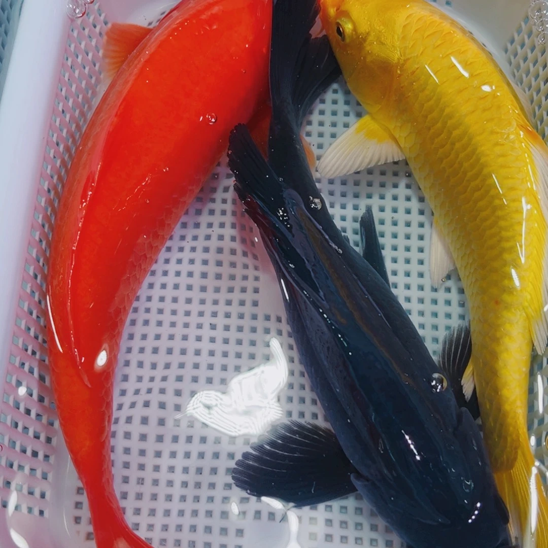 锦鲤锦鲤冷水鱼观赏