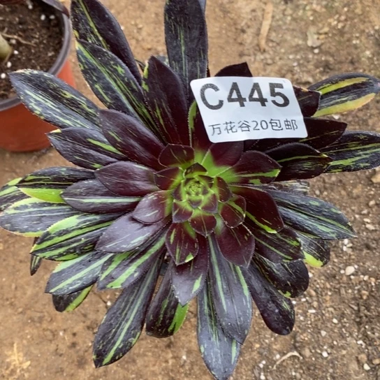 445水墨丹青多肉植物砍过