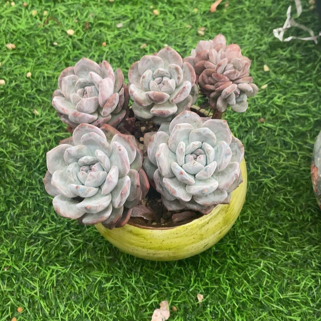 小***牙石榴籽群朵朵发货