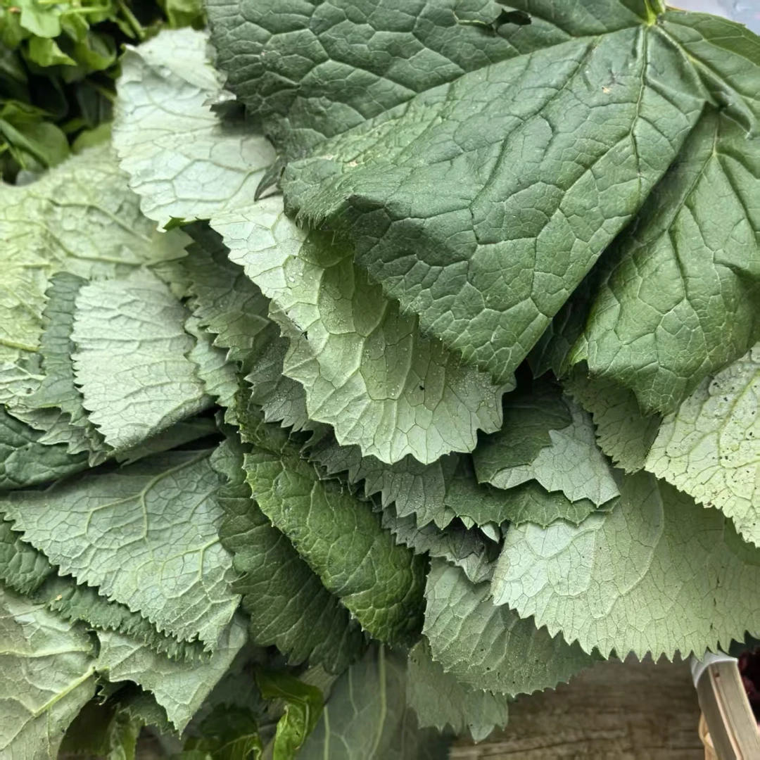 鲜马蹄叶子初级农产品