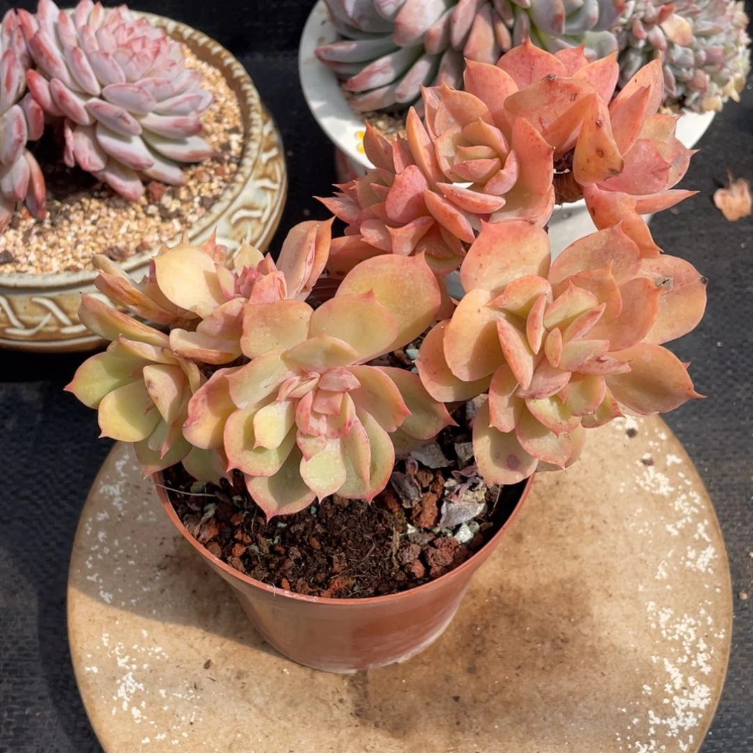 弥鹿之森多肉白雪公主