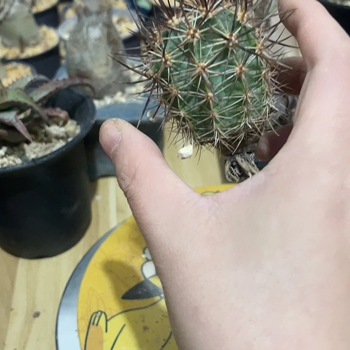 八***曼林氏幻虾仙人球