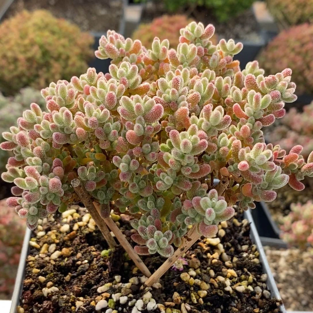 优选冰晶6550枝干番杏