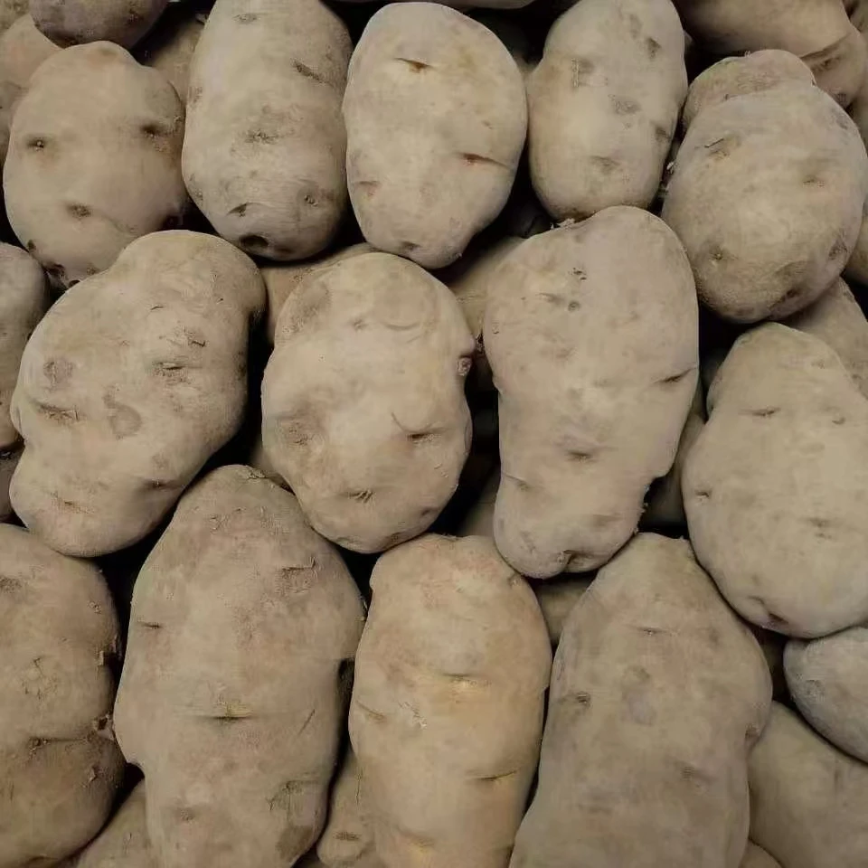 贵州威宁老品种米拉洋芋农家自种