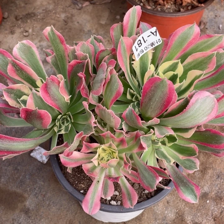 181白凤多肉113446788