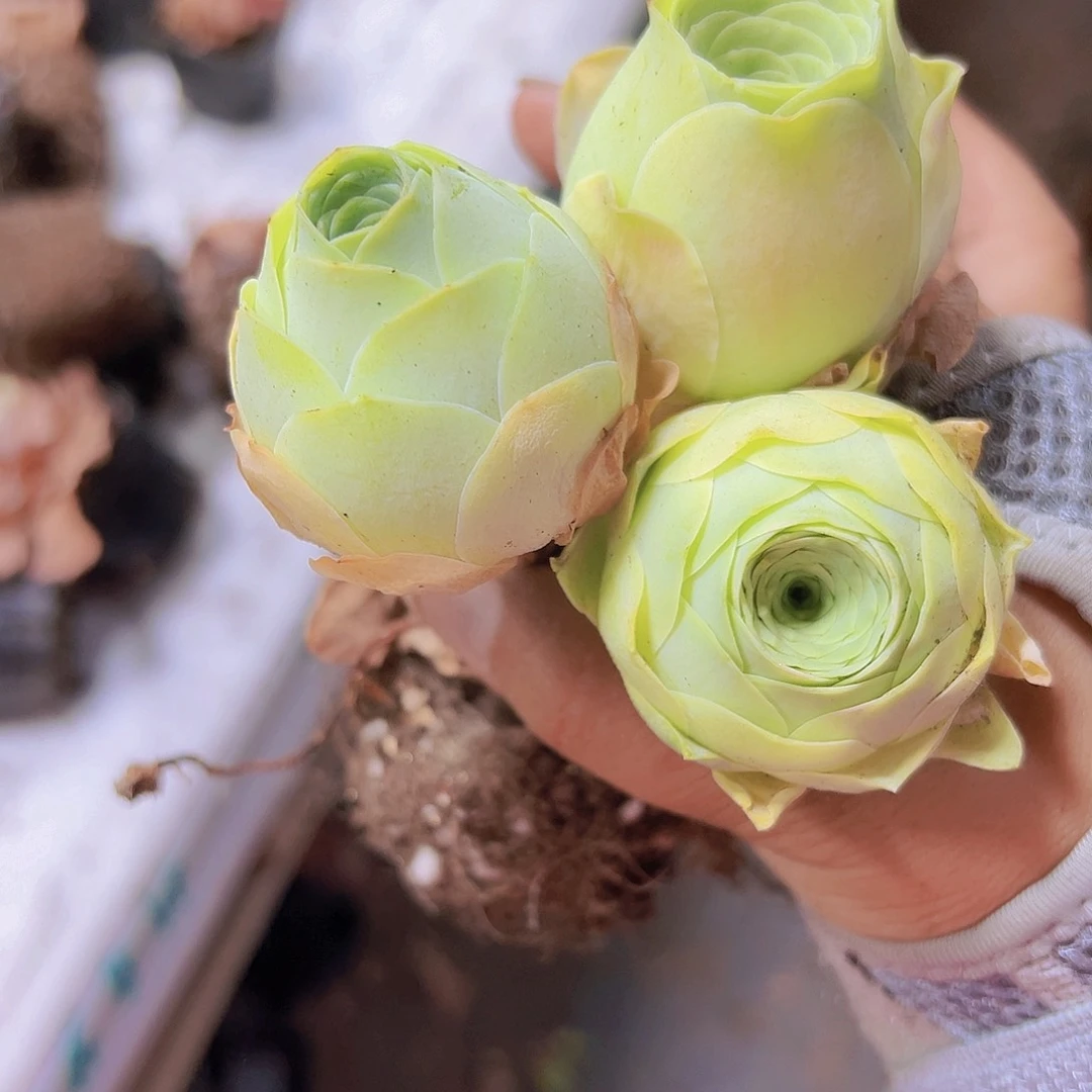 802悦色小包子2个19包邮