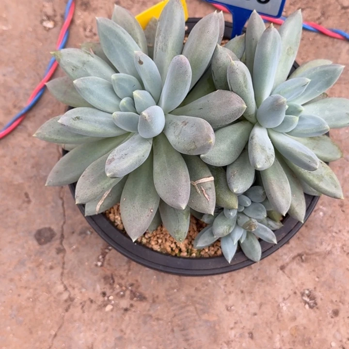 多肉植物胖体哥特群169