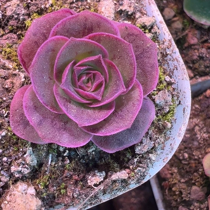 苗苗彩虹之翼小苗08