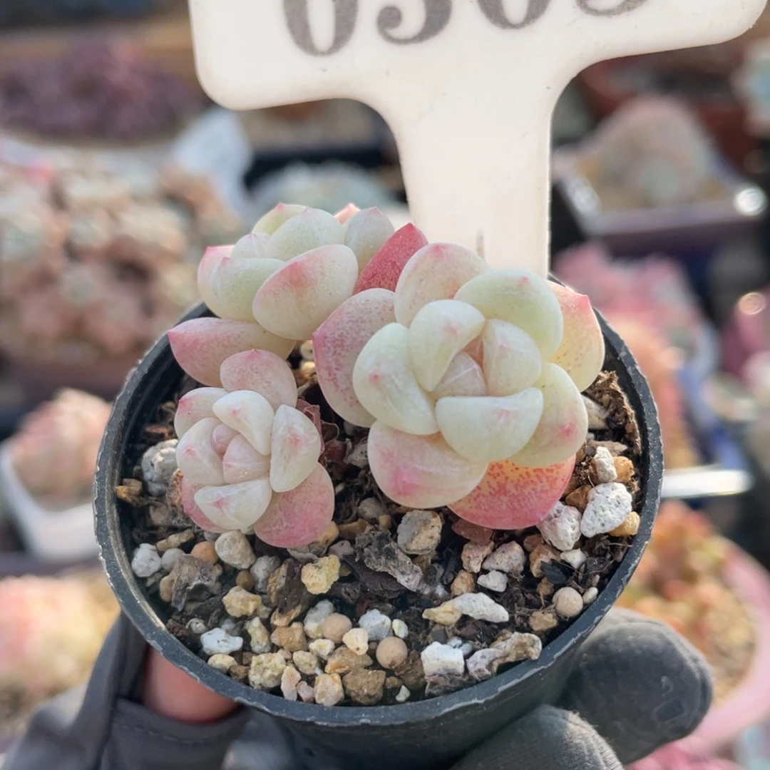 0303 冰玉三头 5厘米盆