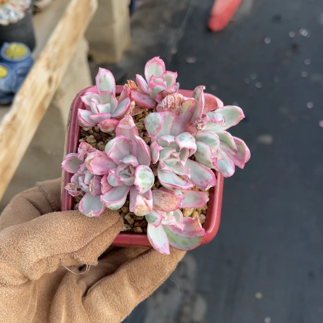 伯克利锦一物一拍