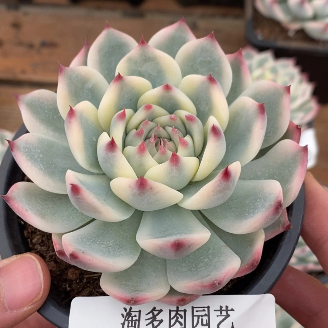 吉娃娃锦多肉植物2339