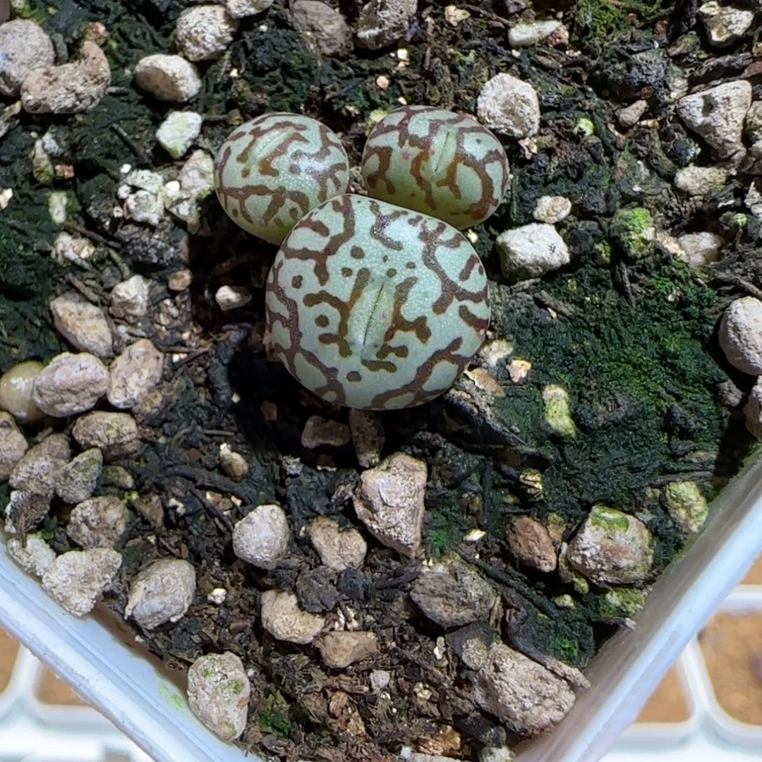 肉锥多肉植物组合-墨77