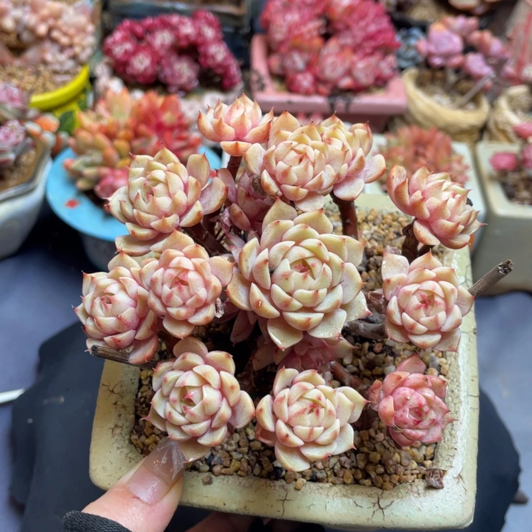 黄金本巴蒂斯老桩