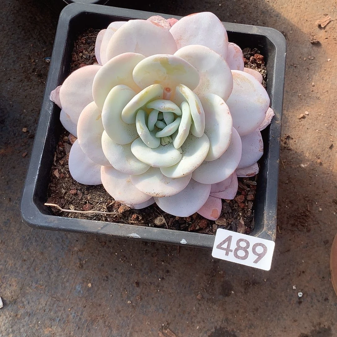 489 一物一拍多肉