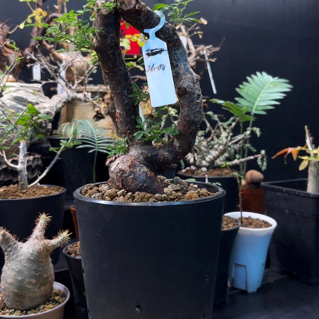 木 滔天橄榄产地熟桩