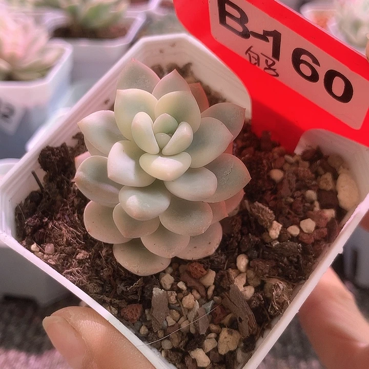 白马覆轮锦有根有根